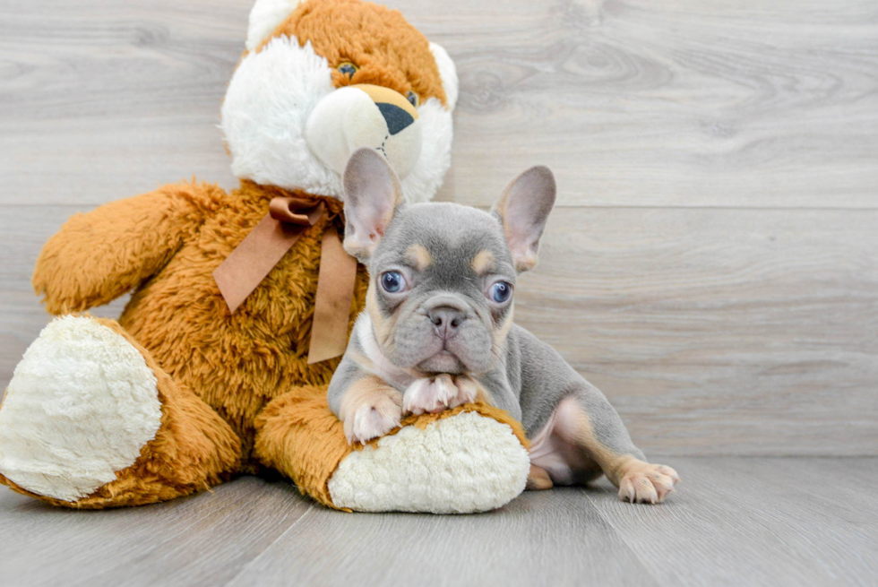 Adorable Frenchie Purebred Puppy