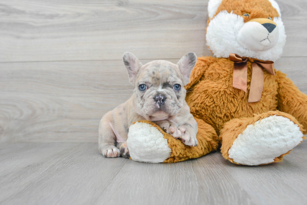 Best French Bulldog Baby