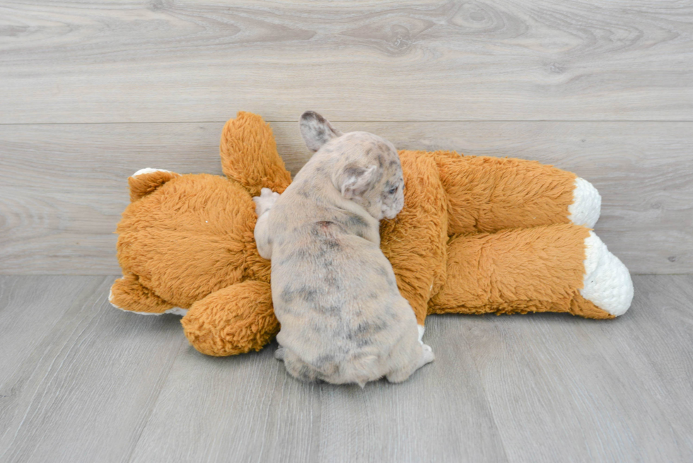 Best French Bulldog Baby