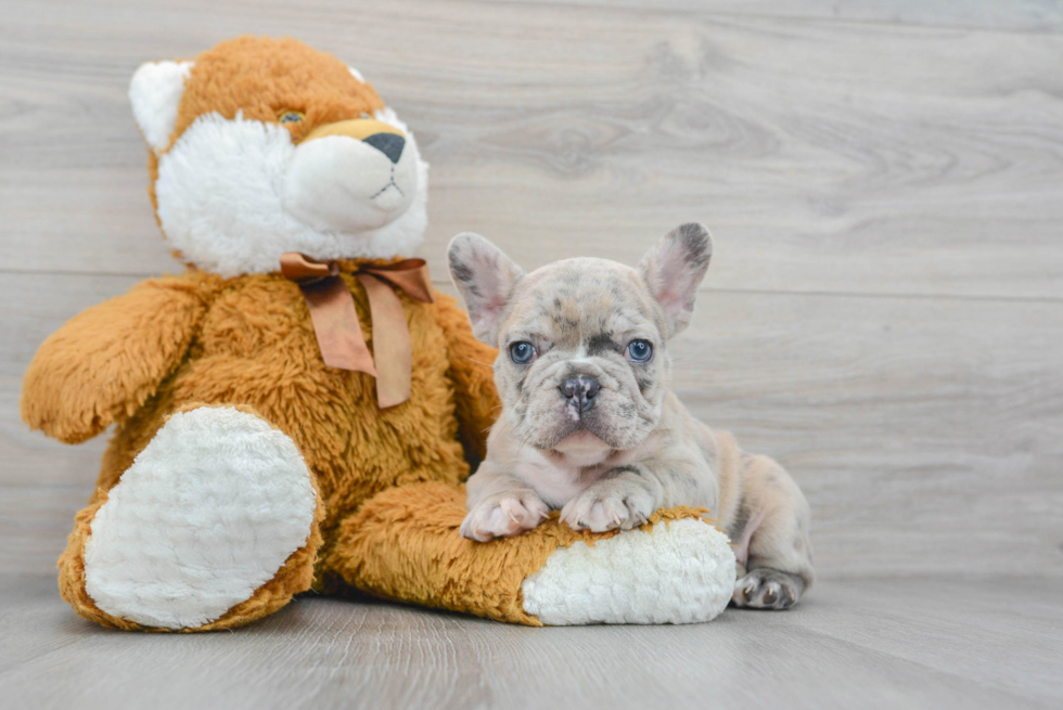 Cute Frenchie Purebred Puppy