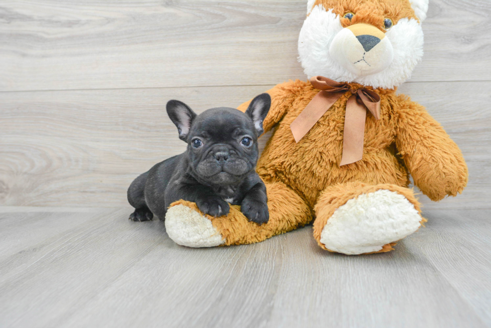 Small French Bulldog Purebred Pup