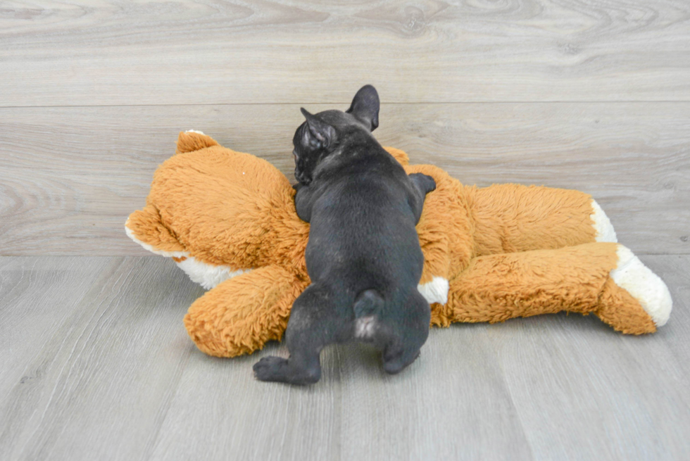 Funny French Bulldog Baby