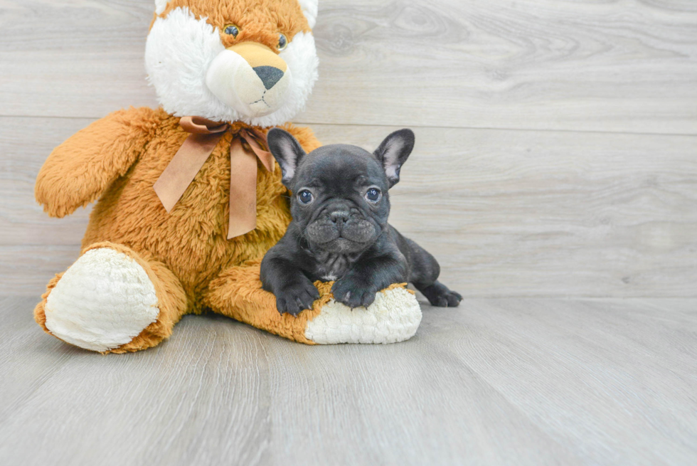 Funny French Bulldog Purebred Pup