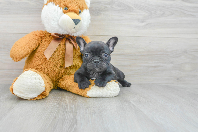 Meet Buster - our French Bulldog Puppy Photo 3/3 - Premier Pups