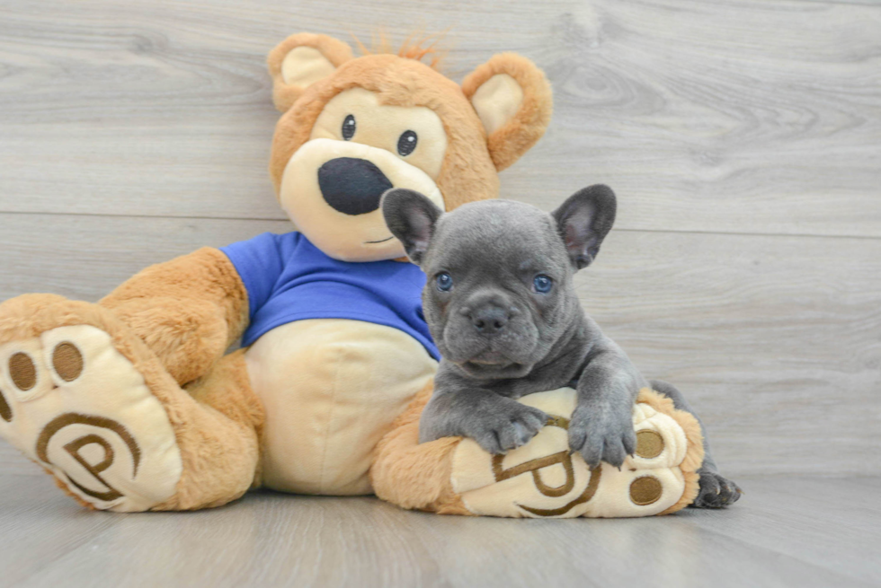 Best French Bulldog Baby