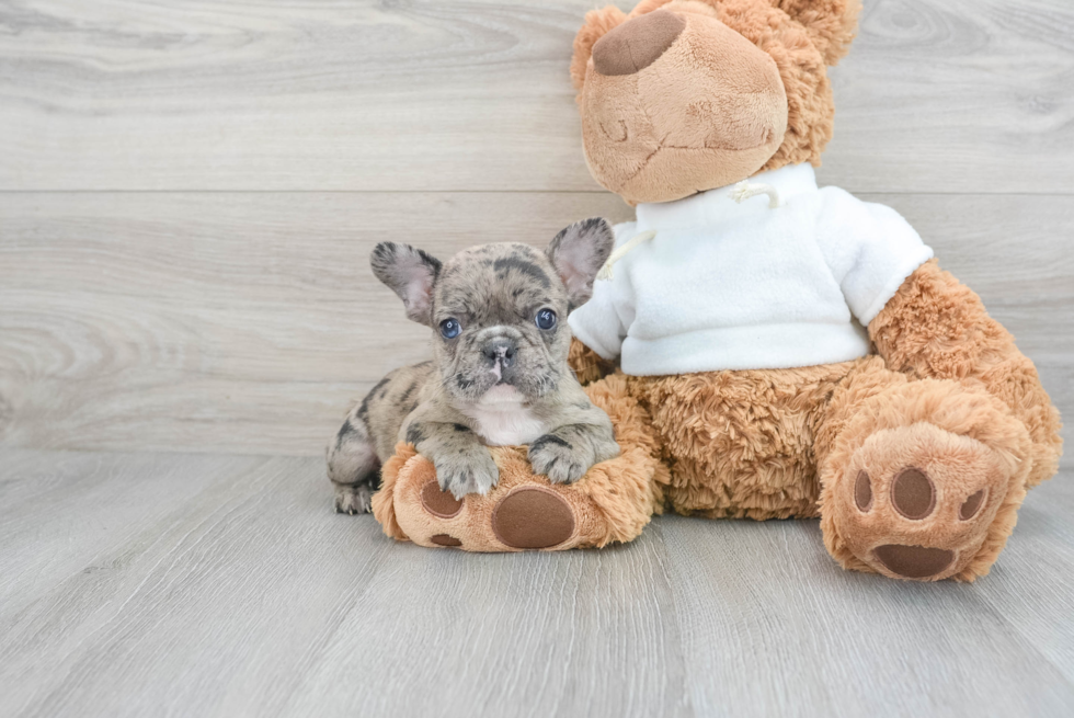 Cute Frenchie Purebred Puppy