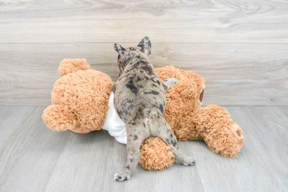 Happy Frenchie Purebred Puppy