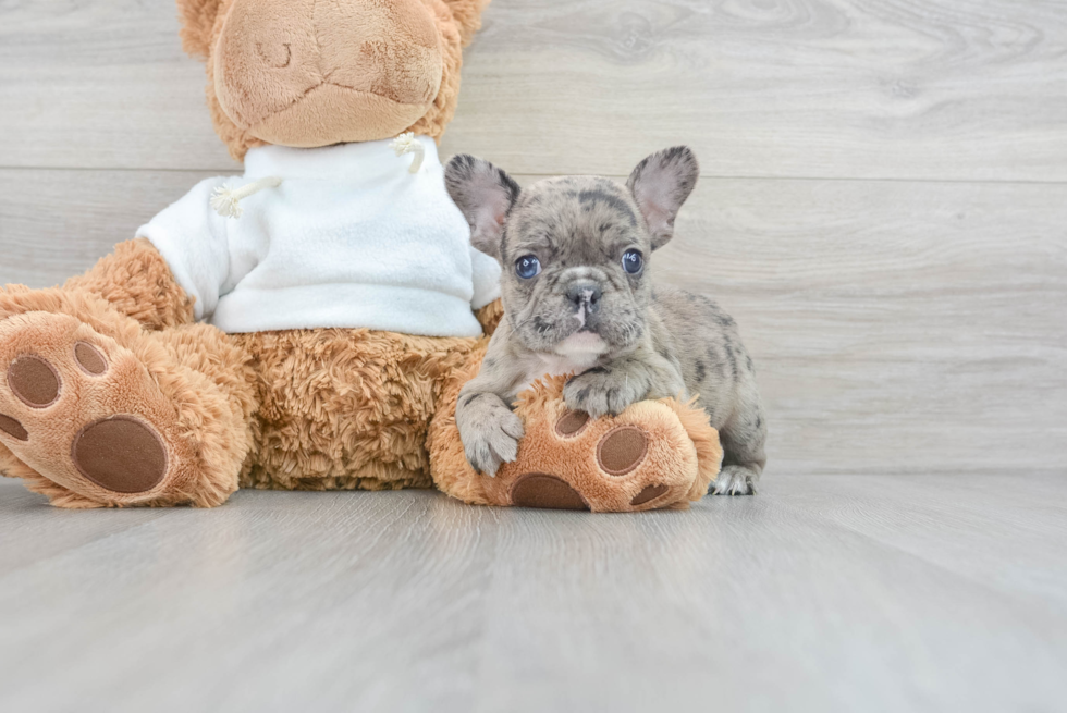 French Bulldog Puppy for Adoption