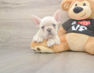 7 week old French Bulldog Puppy For Sale - Premier Pups