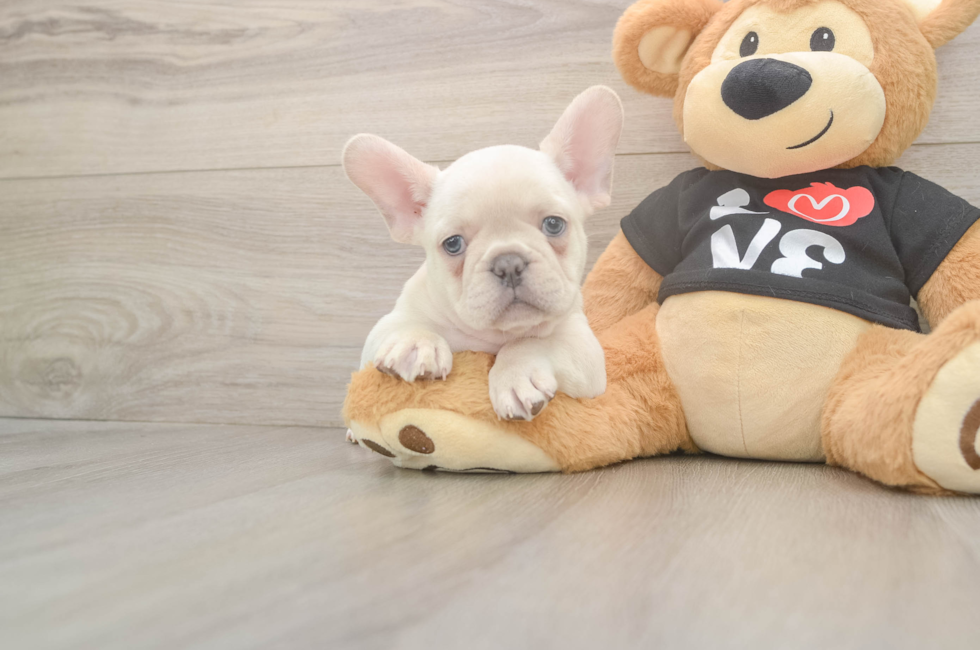 7 week old French Bulldog Puppy For Sale - Premier Pups
