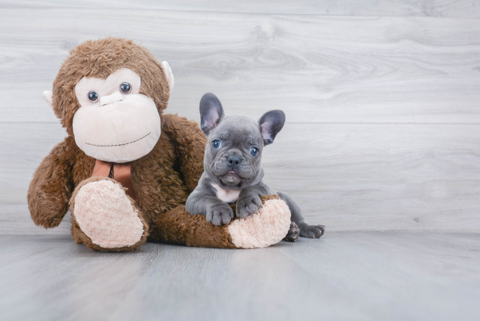 Energetic Frenchie Purebred Puppy