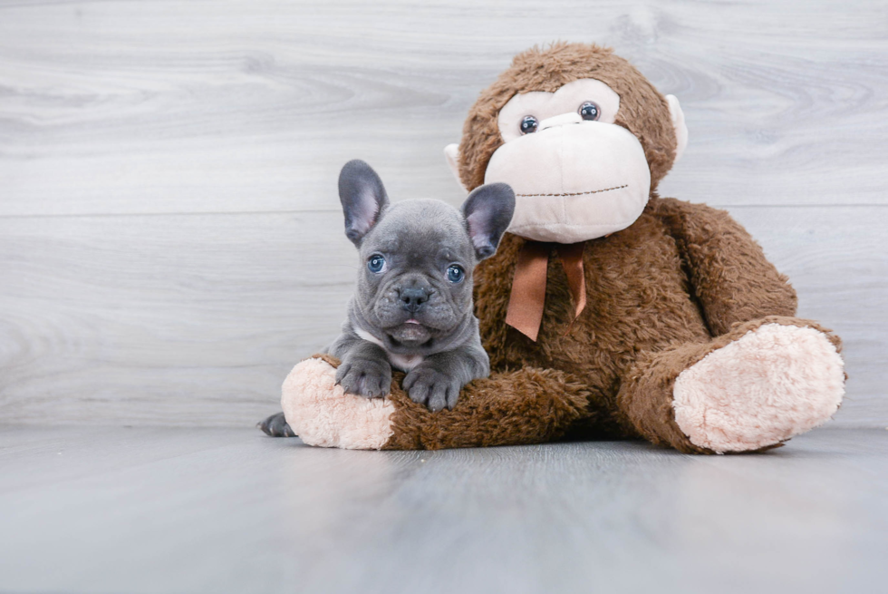 Little French Bulldog Baby