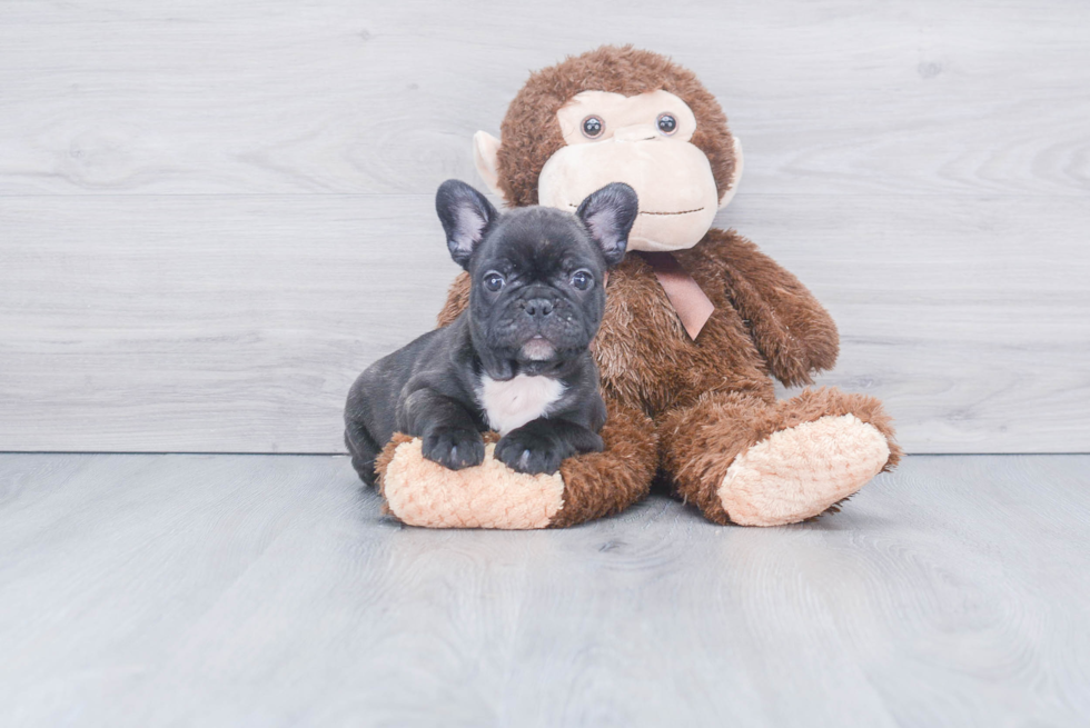 Best French Bulldog Baby