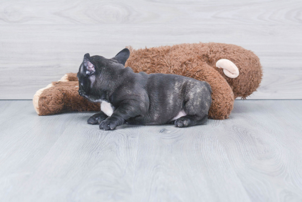 Little French Bulldog Baby