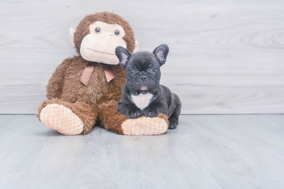 Playful French Bulldog Baby