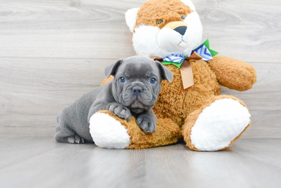 French Bulldog Pup Being Cute