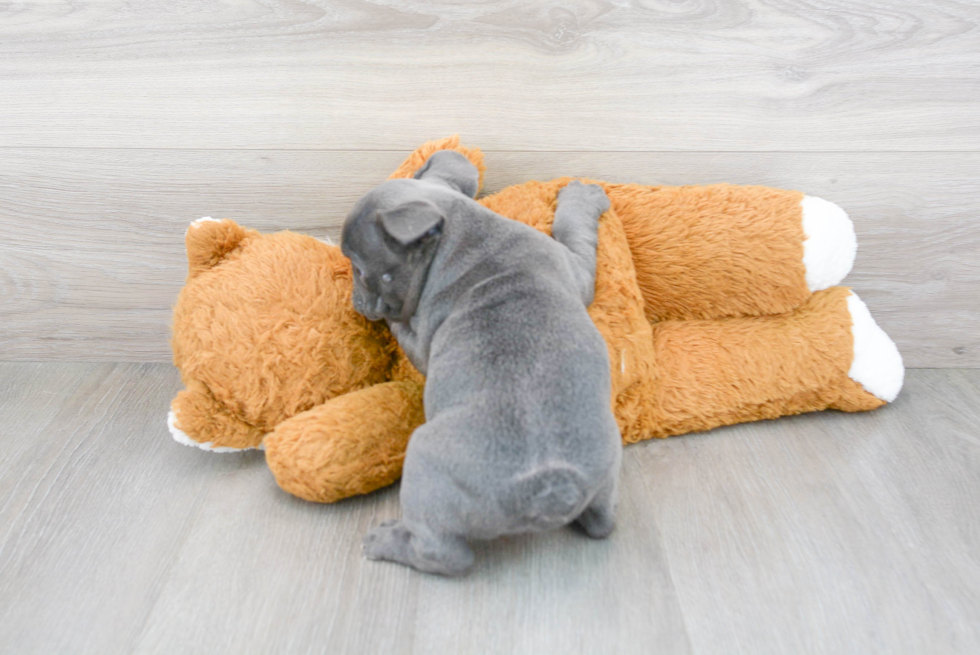 Hypoallergenic French Bulldog Baby