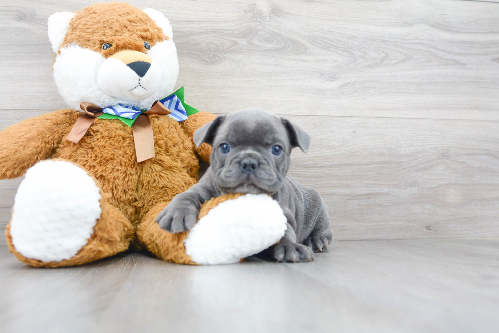 French Bulldog Pup Being Cute