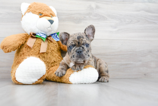 French Bulldog Puppy for Adoption