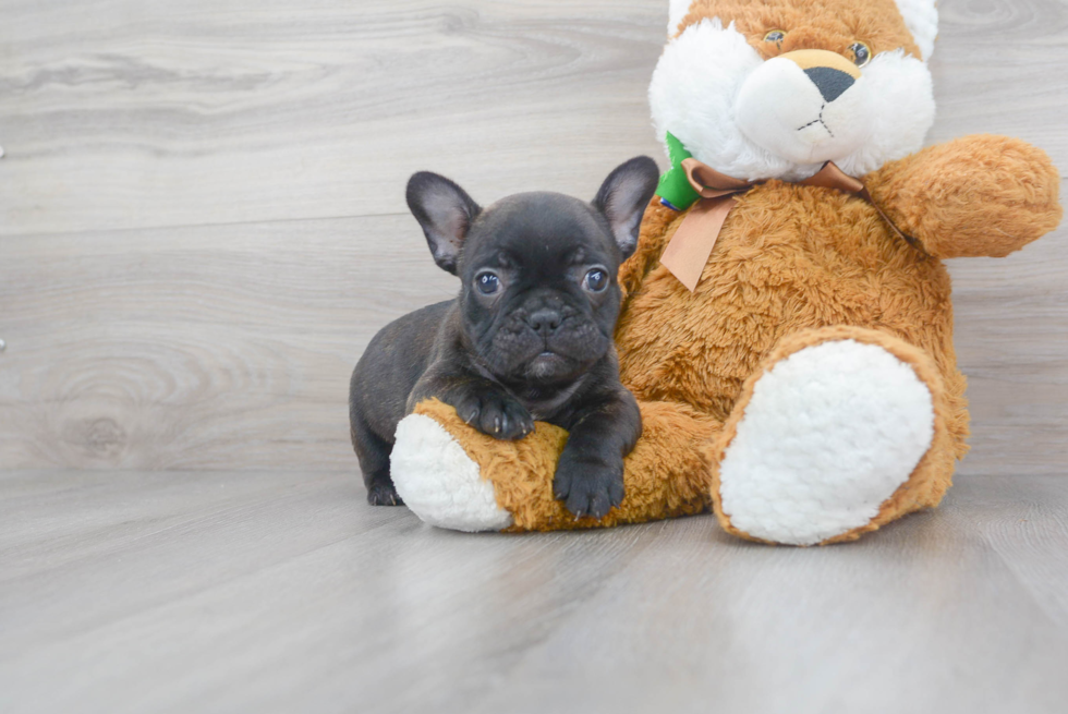 Best French Bulldog Baby