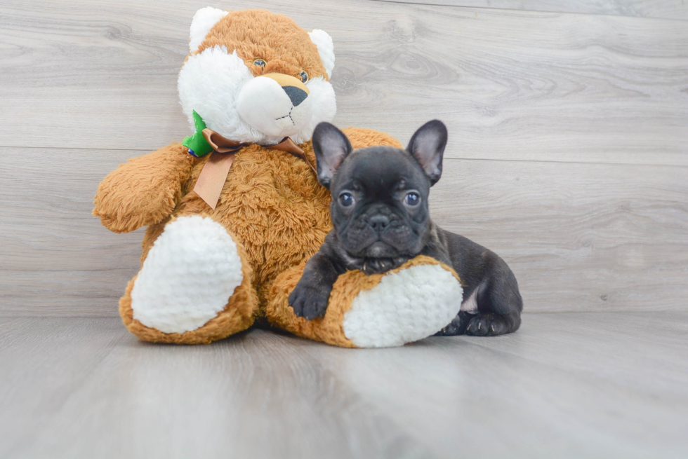 Hypoallergenic French Bulldog Baby