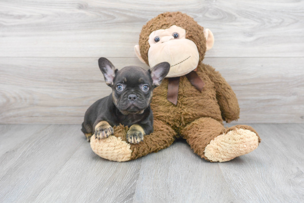 Best French Bulldog Baby