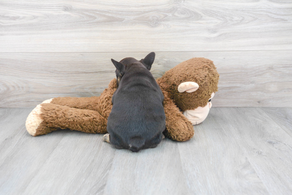 Hypoallergenic French Bulldog Baby