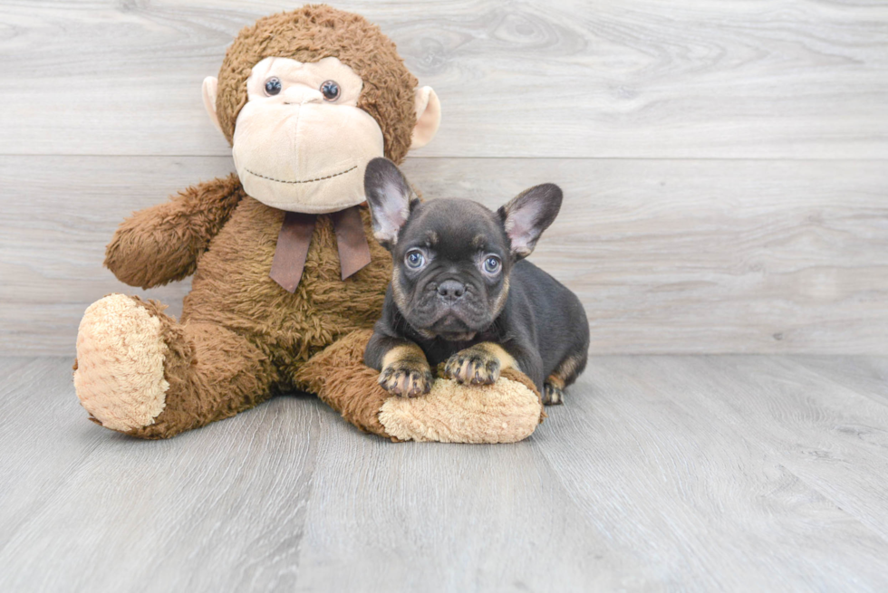 Best French Bulldog Baby