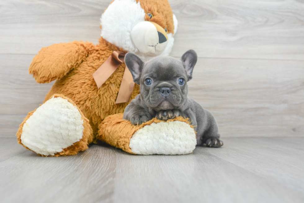 Akc Registered French Bulldog Baby