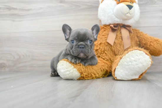 Petite Frenchie Purebred Puppy