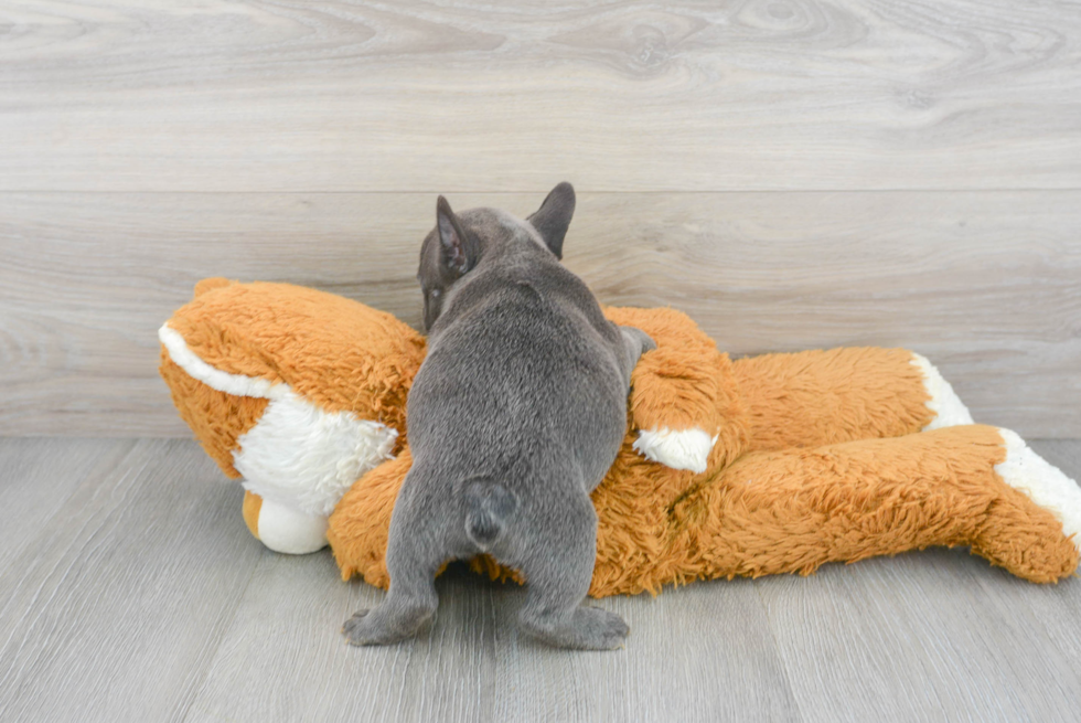 French Bulldog Pup Being Cute