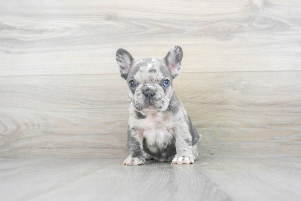 Cute Frenchie Purebred Puppy