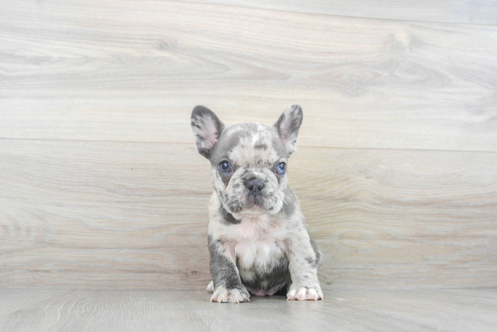 Little French Bulldog Purebred Pup