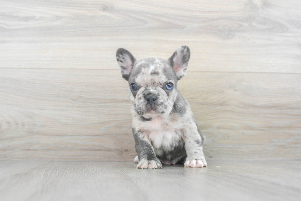 Little French Bulldog Purebred Pup