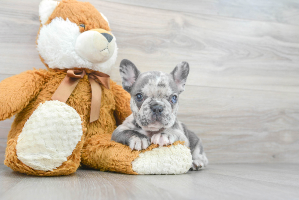 Playful French Bulldog Baby