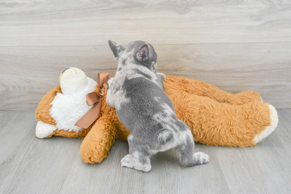 Adorable Frenchie Purebred Puppy