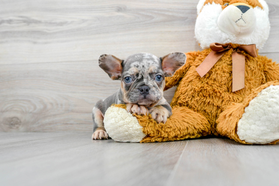 French Bulldog Puppy for Adoption