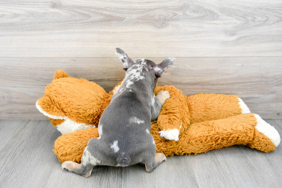 Popular French Bulldog Baby