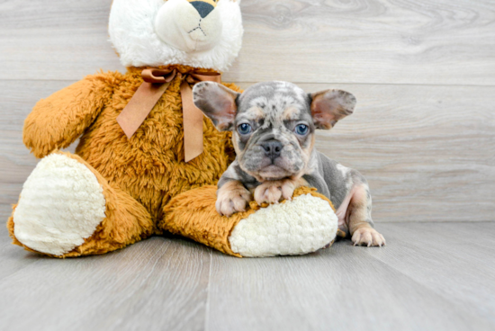 Small French Bulldog Baby