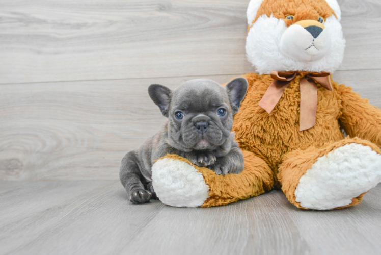 French Bulldog Puppy for Adoption