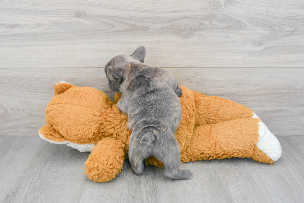 Popular French Bulldog Purebred Pup