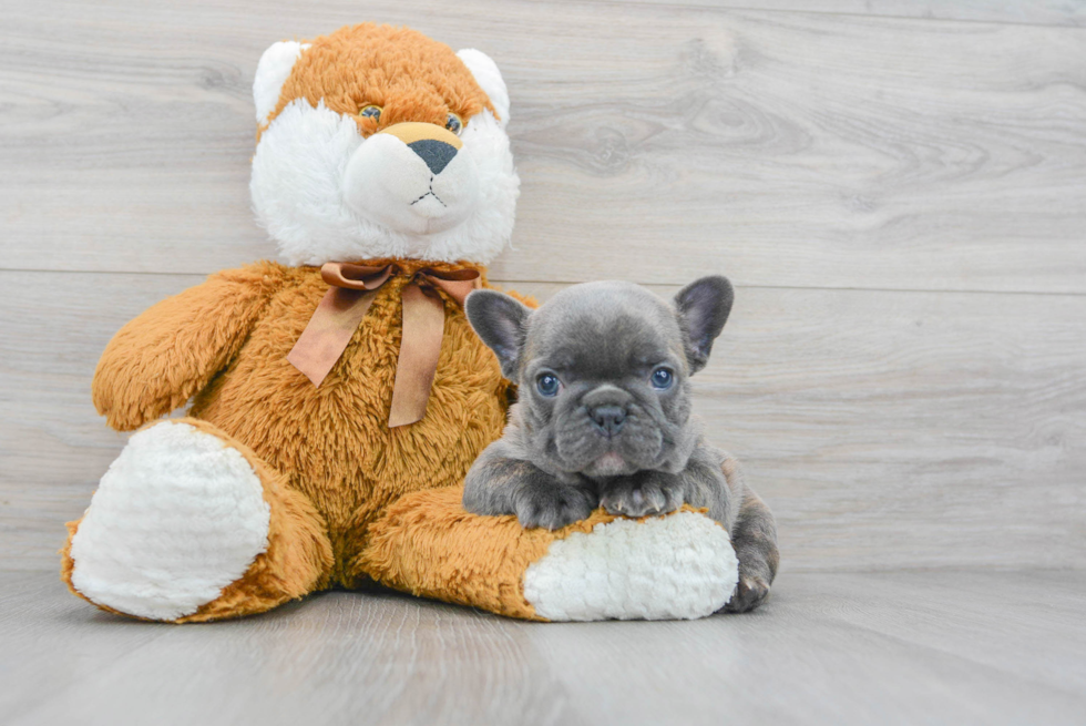 Fluffy Frenchie Purebred Puppy