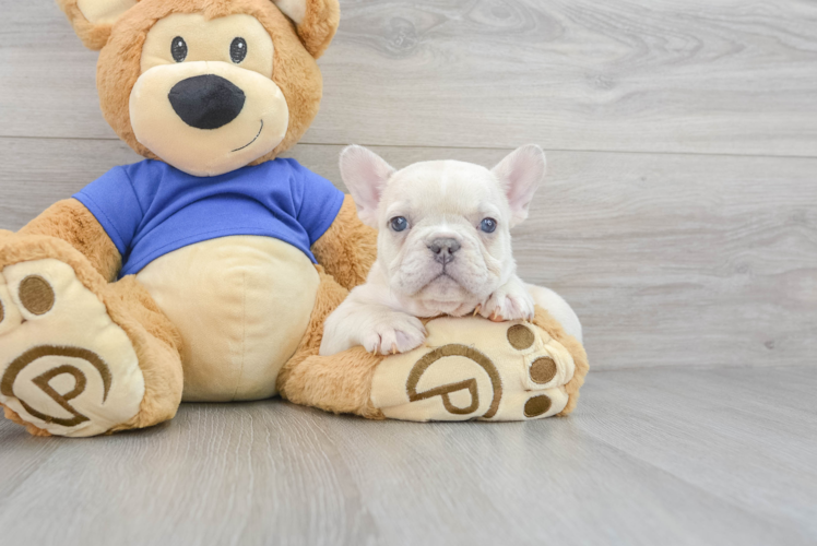 French Bulldog Puppy for Adoption