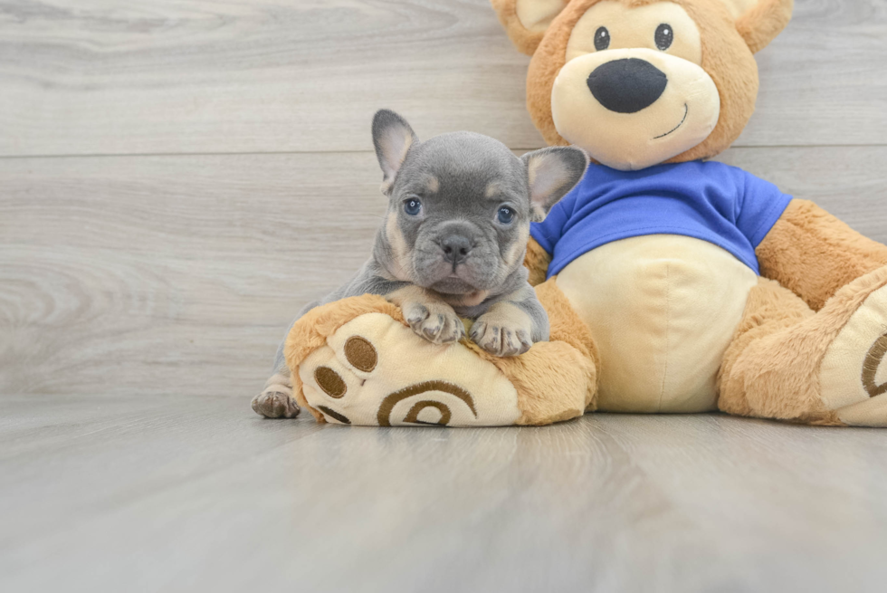 Sweet Frenchie Purebred Puppy