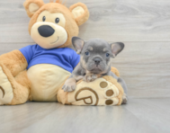 9 week old French Bulldog Puppy For Sale - Premier Pups