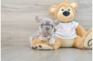 French Bulldog Puppy for Adoption