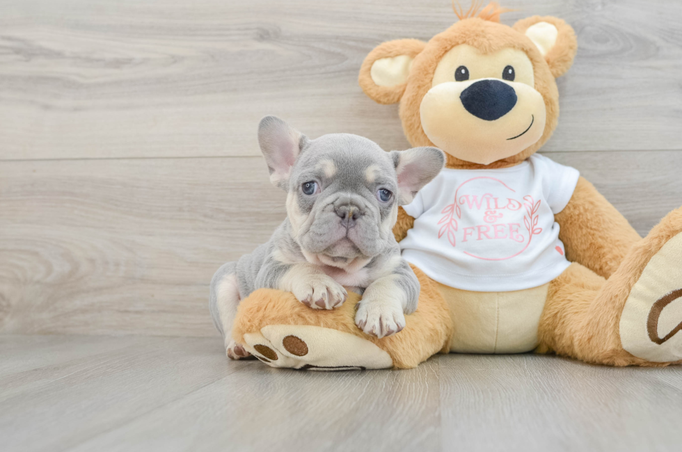 7 week old French Bulldog Puppy For Sale - Premier Pups