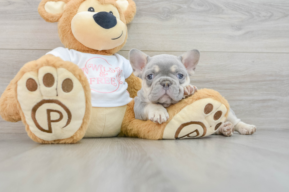 Akc Registered French Bulldog Baby