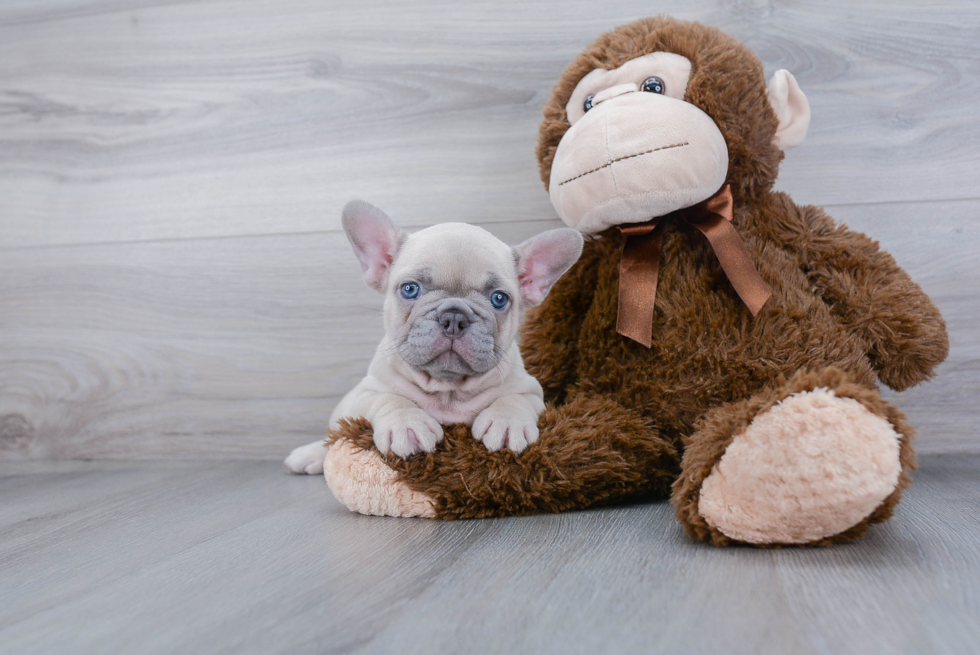 Playful French Bulldog Baby