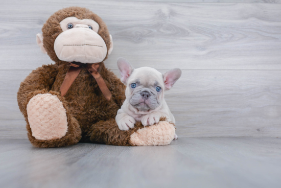 French Bulldog Pup Being Cute